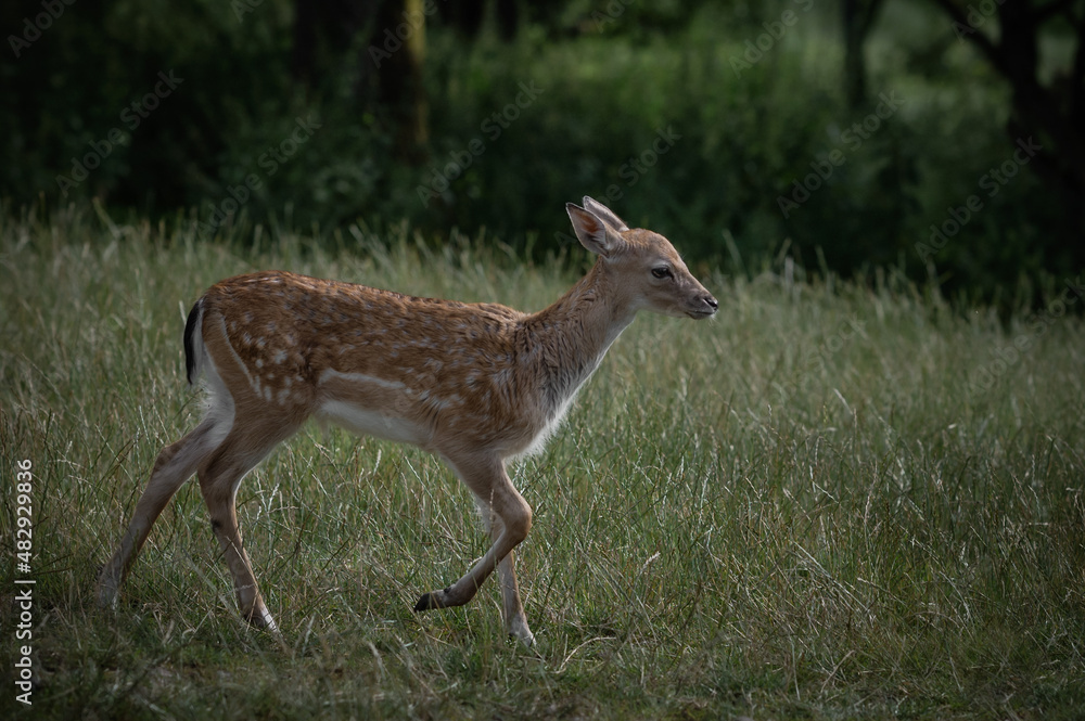 Rehkitz im Wildpark