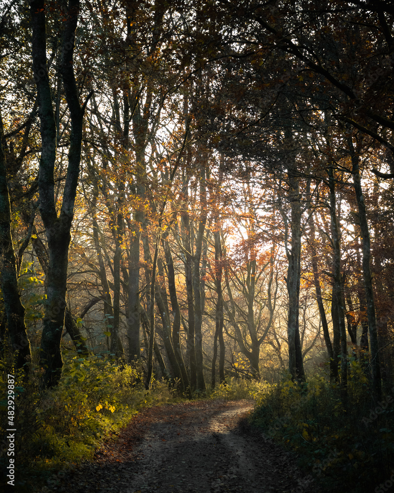 Fototapeta premium Herbstsonne im Wald