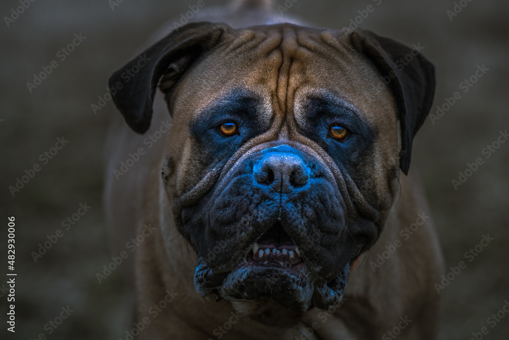 2022-01-25 CLOSE UP PORTRAIT OF A BULLMSTIFF WITH ORANGE TINTED EYES WITH A DARK TINT 2022-01-25 CLOSE UP PORTRAIT OF A BULLMSTIFF WITH ORANGE TINTED EYES WITH A DARK TINT