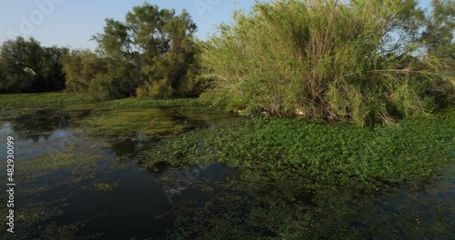 Ludwigia (primrose-willow, water-purslane, or water-primrose) in the Camargue, France photo