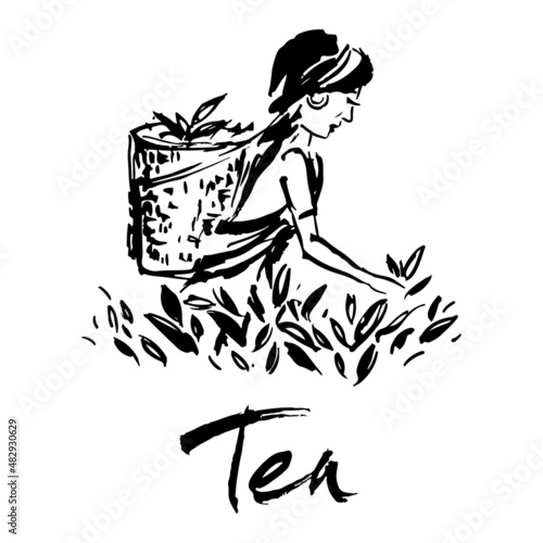 A woman collects tea leaves.