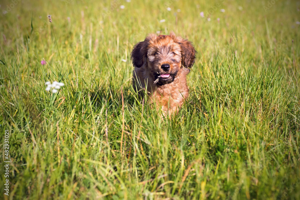 Fototapeta premium Briard puppy with blade of grass in his mouth sits in high meadow grass.