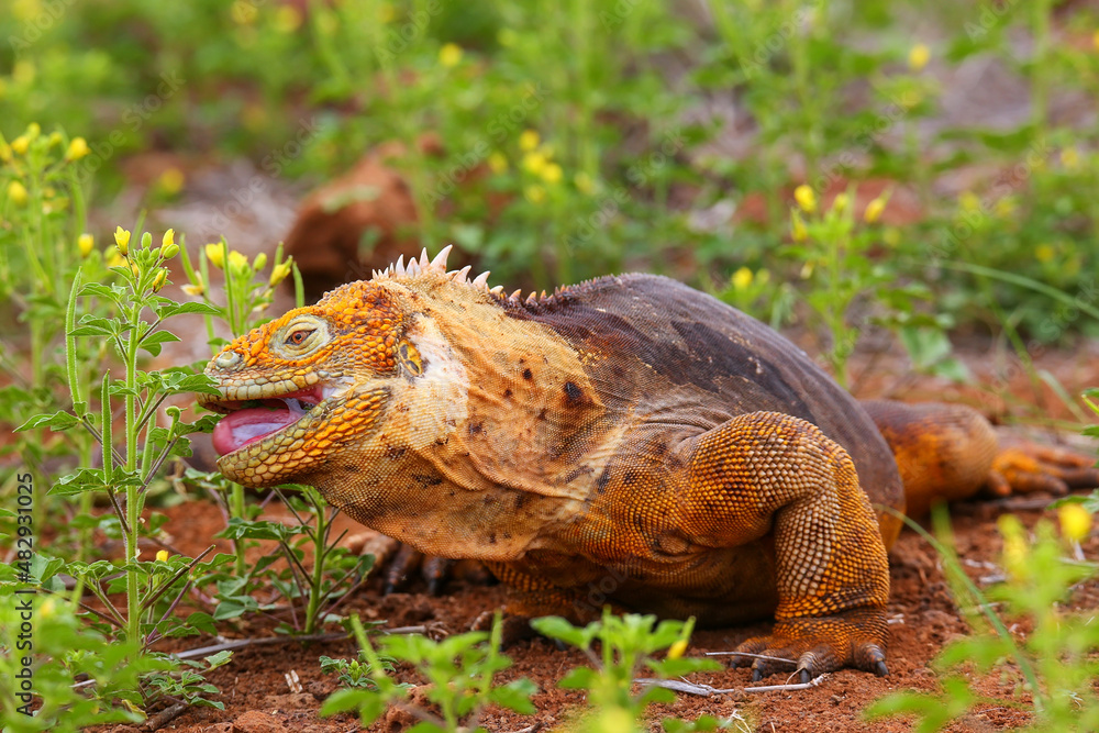 Fototapeta premium Galapagos Land Iguana eating flowers on North Seymour island, Galapagos National Park, Ecuador