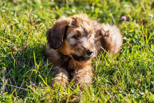 Fotografie Happy small cute briard puppy lying on grass.