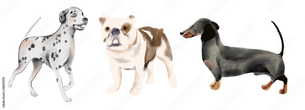 Designer dogs collection isolated on white. Sketch style clipart 