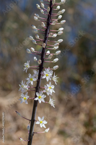 Drimia maritima bulbous tall flowering plant, sea squill maritime onion bright white flowers in bloom
