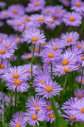 Aster tongolensis beautiful groundcovering flowers with violet purple petals and orange center  flowering plant in bloom