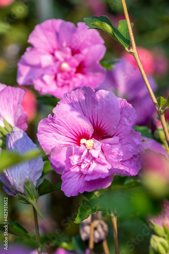 Hibiscus syriacus korean rose or syrian ketmia shrub in bloom, rose mallow flowering plants