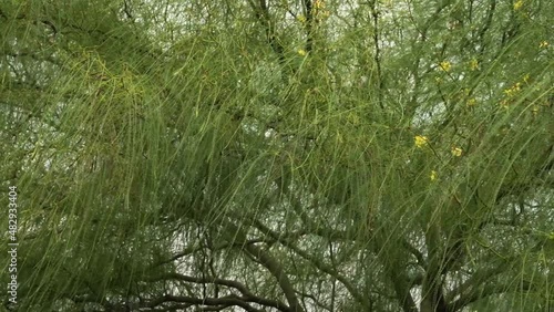 Pan of a Parkinsonia aculeata, also known as Mexican palo verde tree, with beautiful green leaves and yellow flowers, growing in the garden. photo