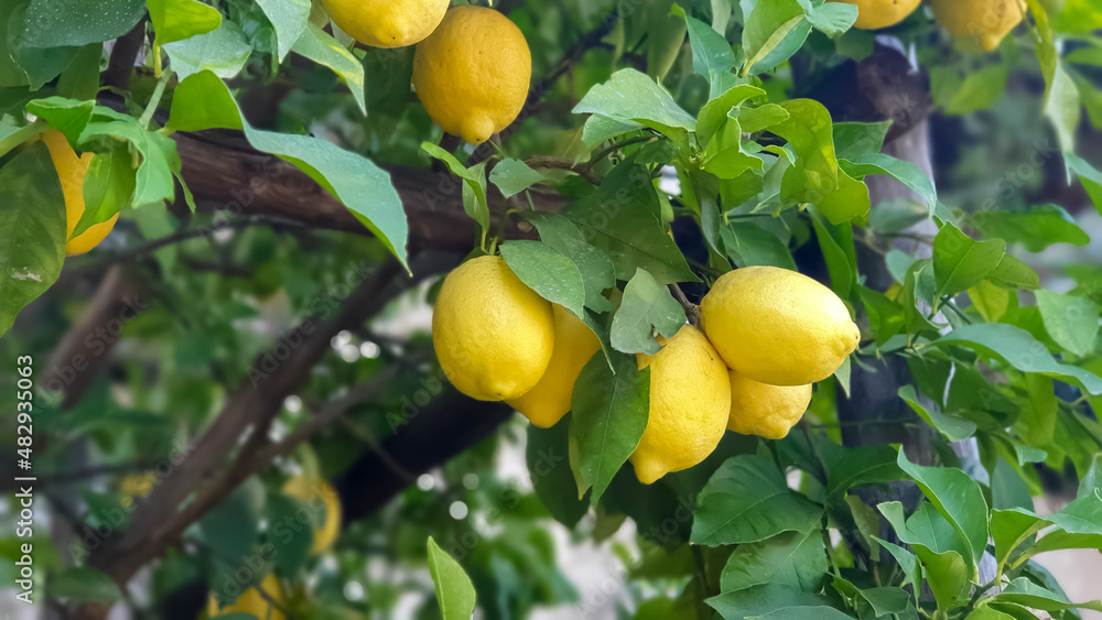 yellow lemons on tree branch