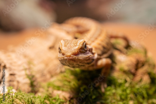 Australian bearded dragon lizard. Agama lizard lies on a log on wood background. close-up, exotic reptiles. Leatherback Translucent het Hypo Morph. pogona vitticeps lizard