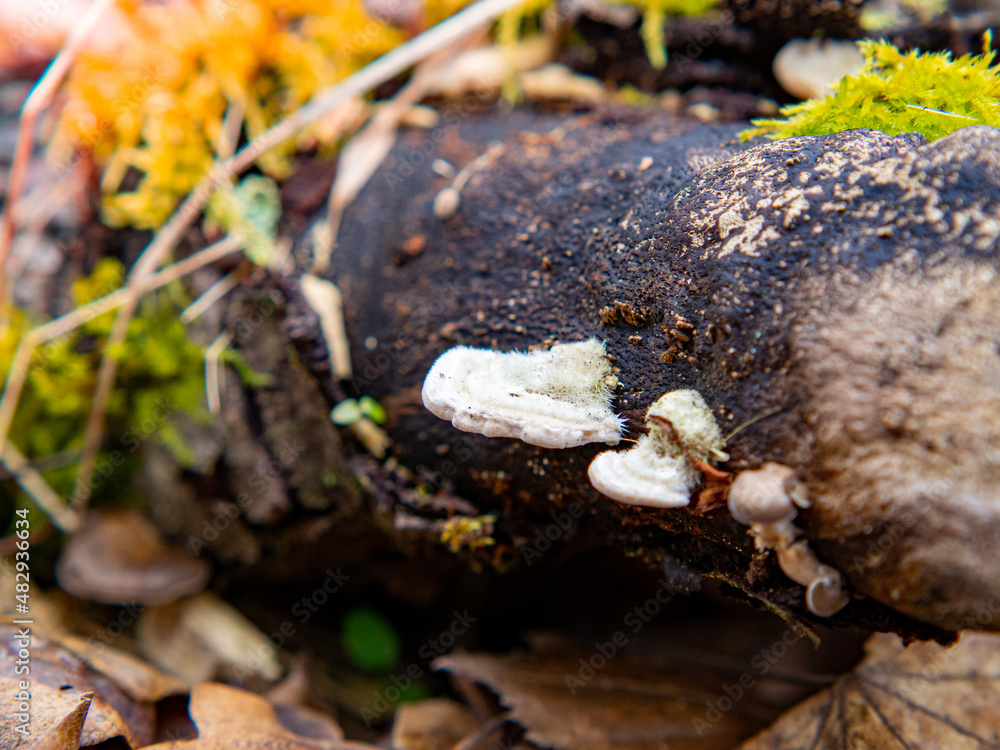 Fototapeta premium Pilz auf Stamm