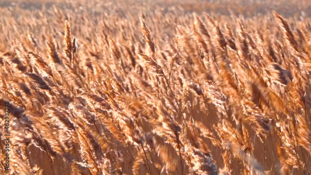 Dry reed sways (Phragmites communis) in the wind, wetlands of Ukraine, Tiligul estuary Dry reed sways (Phragmites communis) in the wind, wetlands of Ukraine, Tiligul estuary