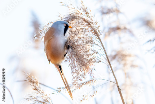 wąsatka samiec ptak na trawie