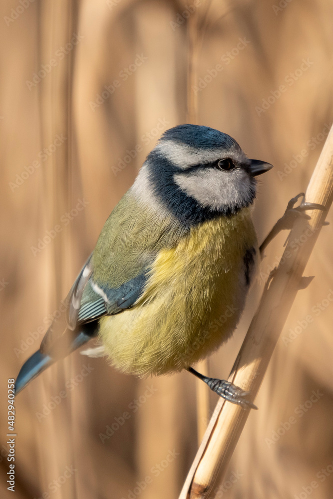 Obraz premium Modraszka sikora na trzcinie