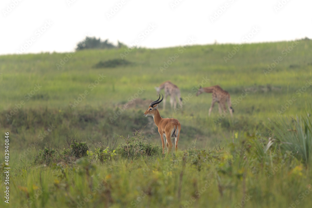The Ugandan kob in the Murchison Falls national park. Safari in Uganda. African wildlife. The Ugandan kob in the Murchison Falls national park. Safari in Uganda. African wildlife.