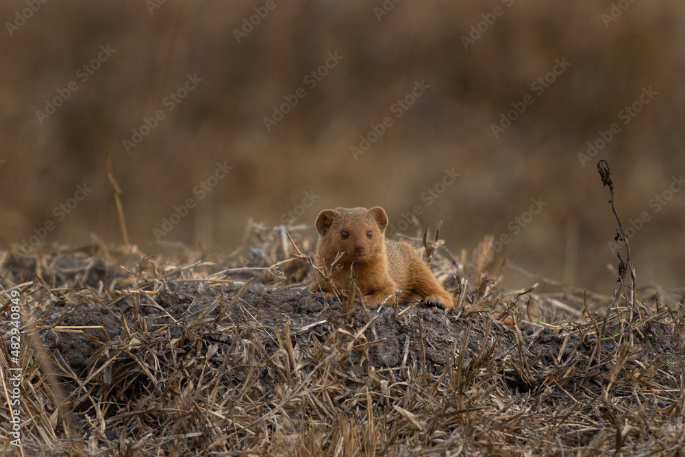 Dwarf mongoose in the Lake Mburo National park. Family of mongoose near the den. African wildlife. Dwarf mongoose in the Lake Mburo National park. Family of mongoose near the den. African wildlife.
