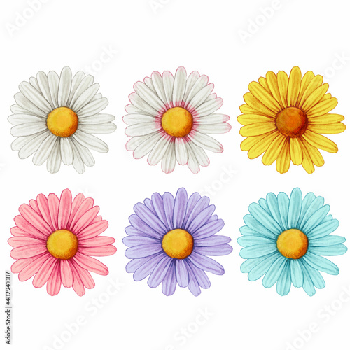 daisies isolated on white background