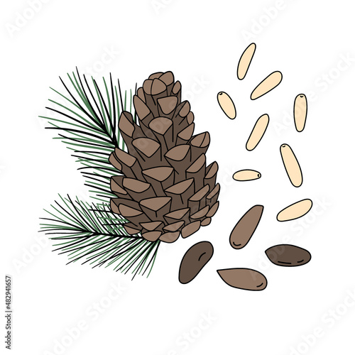 Set of hand drawn pine nuts