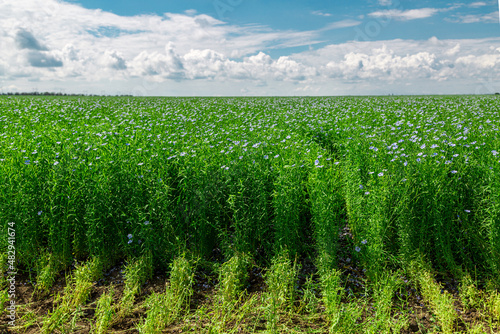 Foto Beautiful blooming blue flax field in the countryside