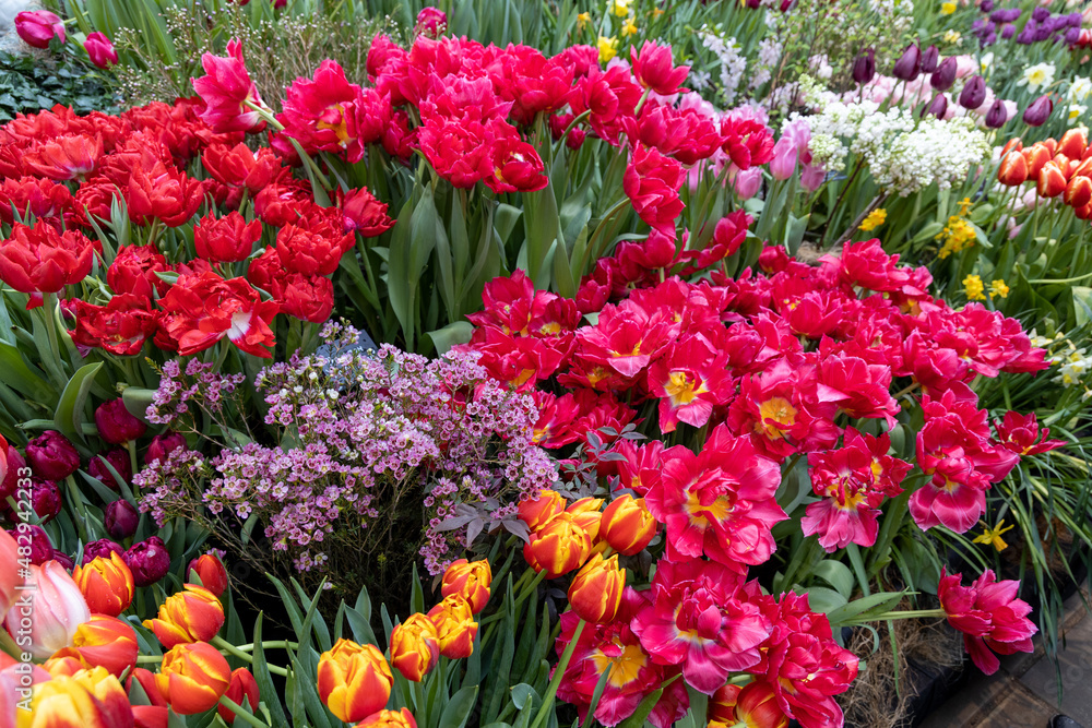 Moscow, Russia. Spring flowers on exhibition in the Botanic Gardens of Moscow State University The Apothecaries garden Moscow, Russia. Spring flowers on exhibition in the Botanic Gardens of Moscow State University The Apothecaries garden