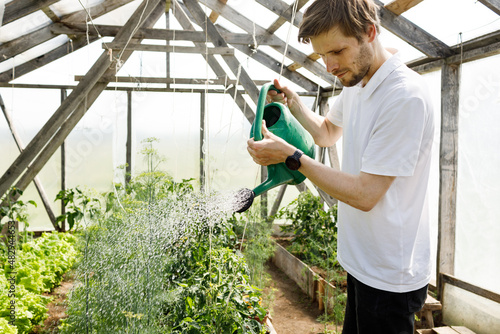 Man watering fresh greens in home garden. Spring vitamin at community greenhouse. Male holding dills. Young man with white shirt. Sunny day in yard with greenery. Picking vegetables in local gardens.
