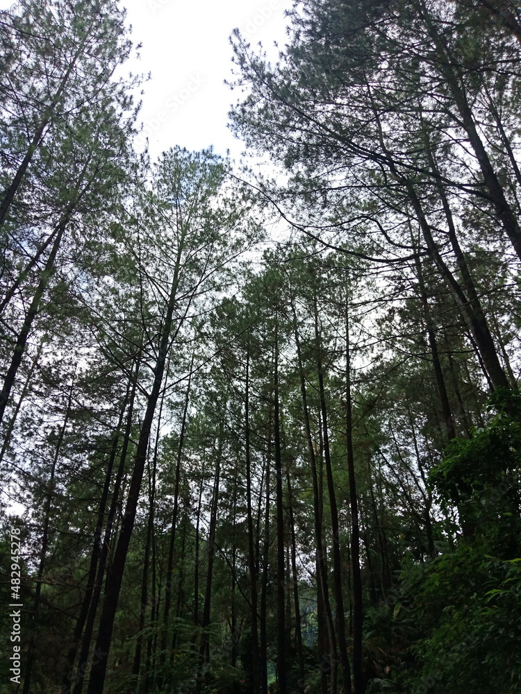 Fototapeta premium trees in the forest
