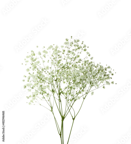 Beautiful gypsophila flowers isolated on white background  closeup