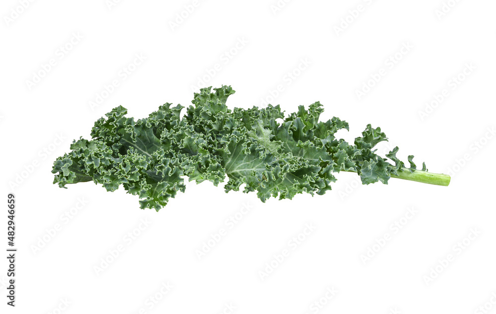 Kale leaf salad vegetable isolated on white background Kale leaf salad vegetable isolated on white background