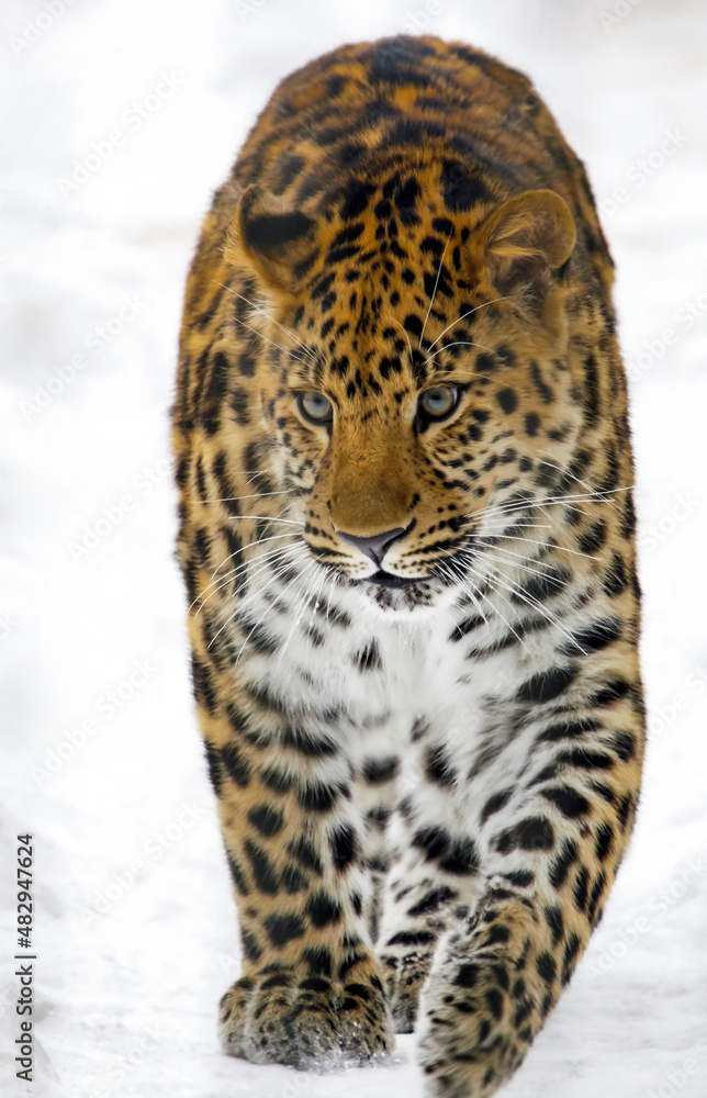 Wild Amur leopard carefully walks along the snowy path. Wild Amur leopard carefully walks along the snowy path.