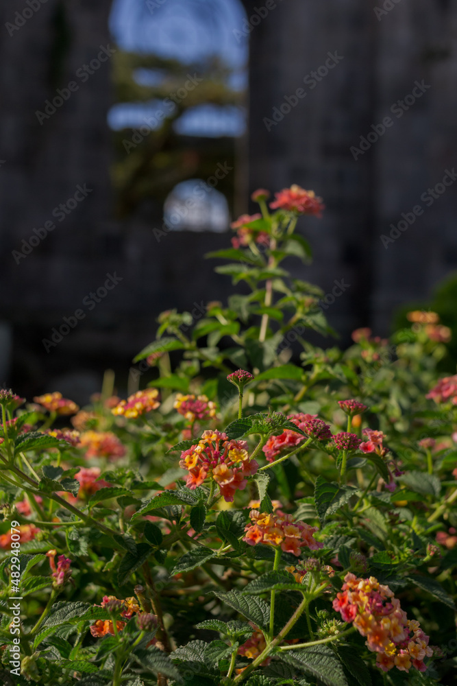 many cute small colored wild flowers