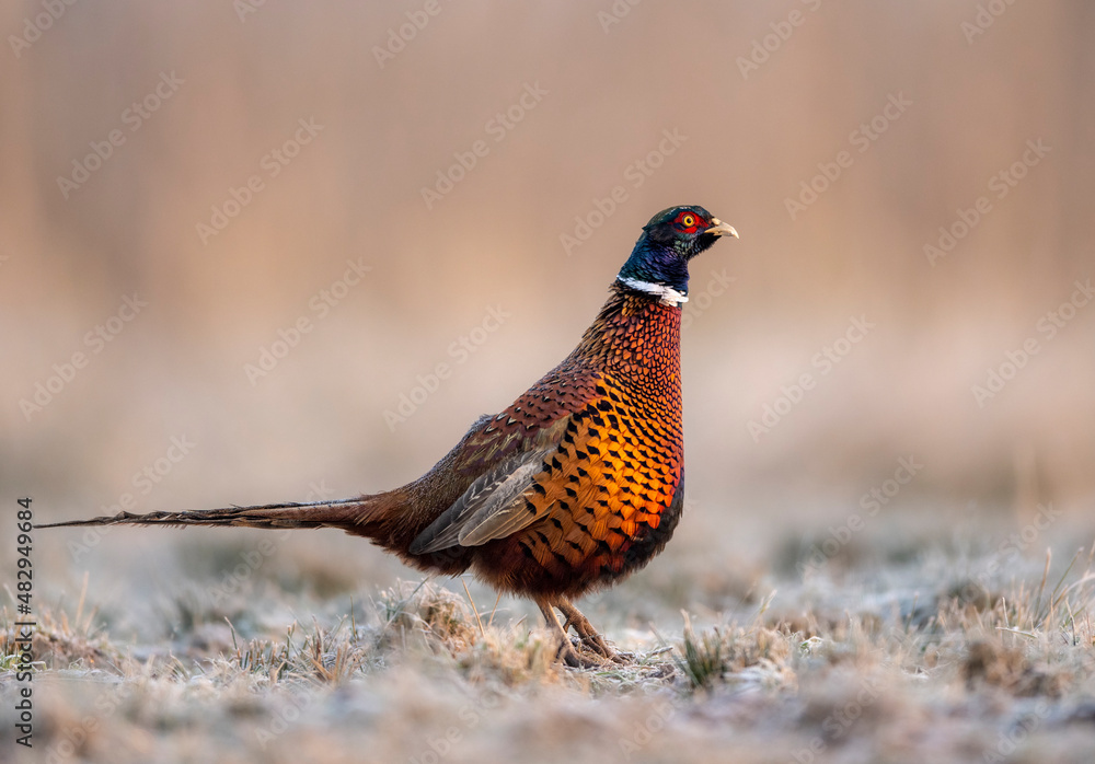 Ringneck Pheasant (Phasianus colchicus) male at morning light Ringneck Pheasant (Phasianus colchicus) male at morning light