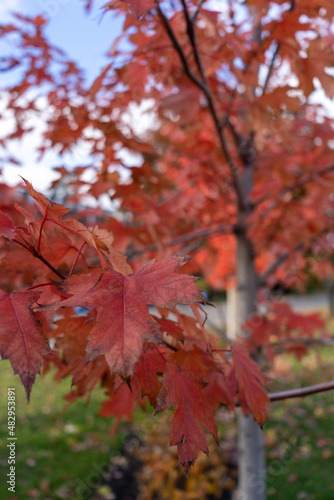 red maple leaf in the autumn