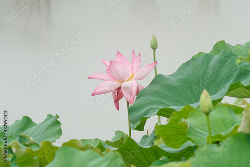 Summer flowers series  beautiful pink lotus flower blossom in lotus pond  close up image.