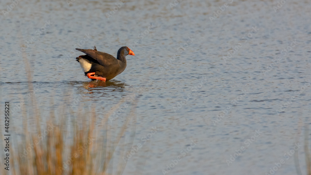 purple gallinule (Porphyrio porphyrio) wading wetland in search of food in natural park of mallorca spain