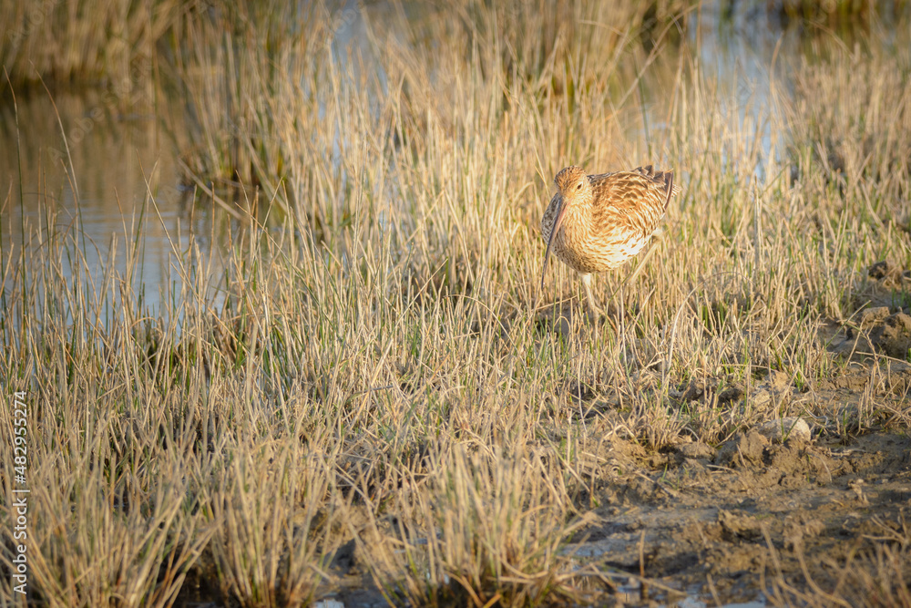 Eurasian curlew Numenius arquata wading wetland in search of food in natural park of mallorca spain