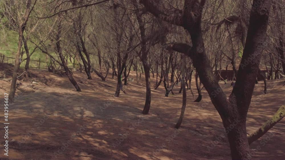 Pine forest at Cemara Sewu Beach, Yogyakarta Indonesia , 4k Pine forest at Cemara Sewu Beach, Yogyakarta Indonesia , 4k