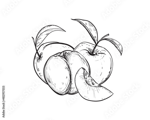 Hand drawn sketch black and white of peach fruit, apricot, leaf. Vector illustration. Elements in graphic style label, card, sticker, menu, package. Engraved style illustration.