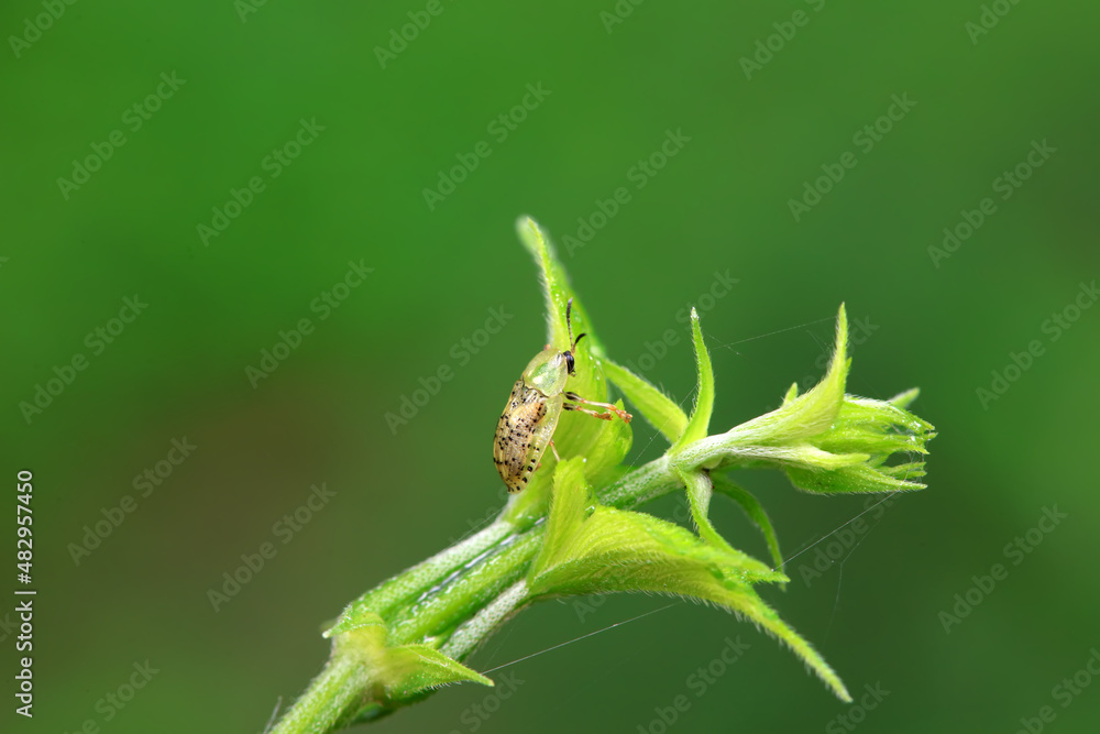 Hispidae family insect crawl on plants, North China Hispidae family insect crawl on plants, North China