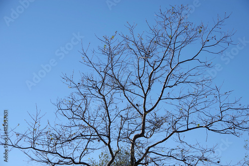 Low angle view of a bare sycamore tree under a bright blue winter sky in southern California