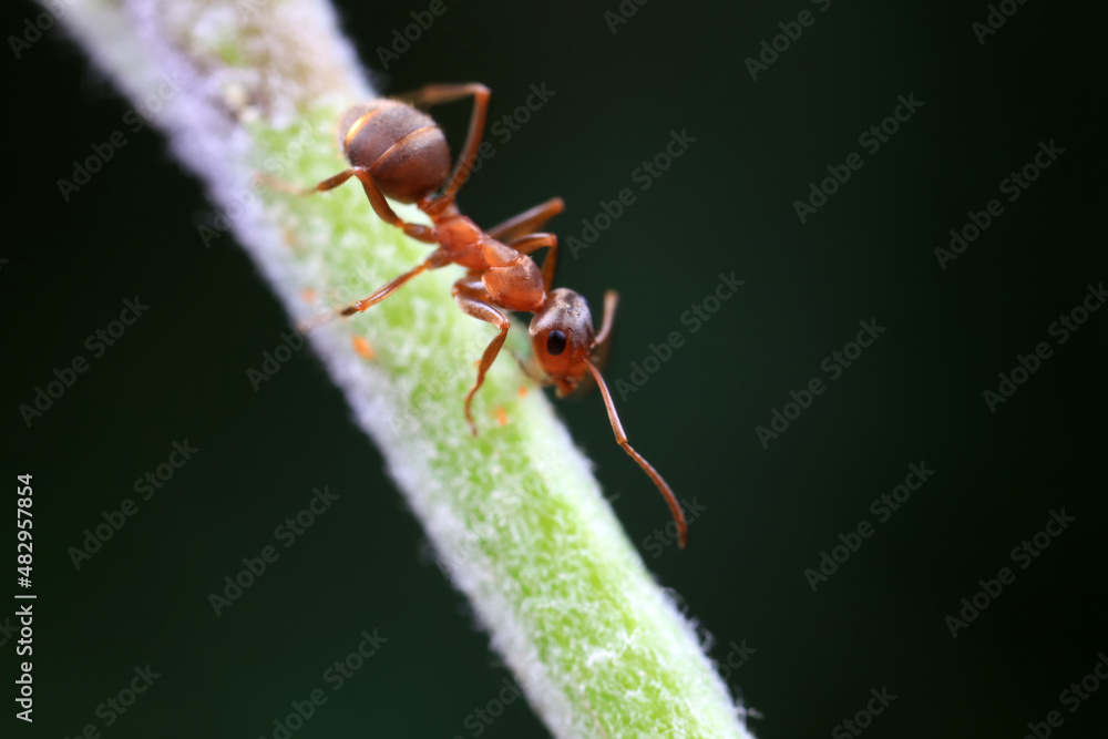 Ants in the wild, North China Ants in the wild, North China