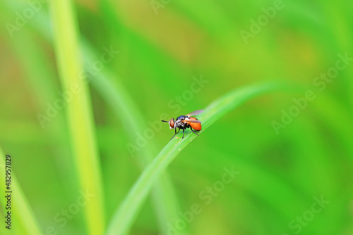 Flies on wild plants, North China