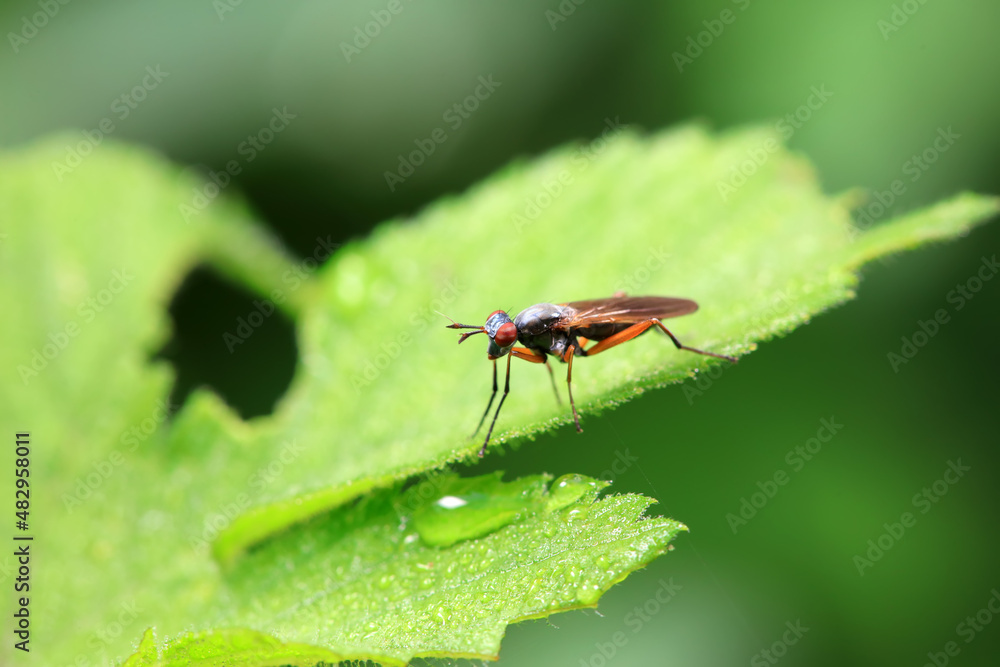 Flies on wild plants, North China Flies on wild plants, North China