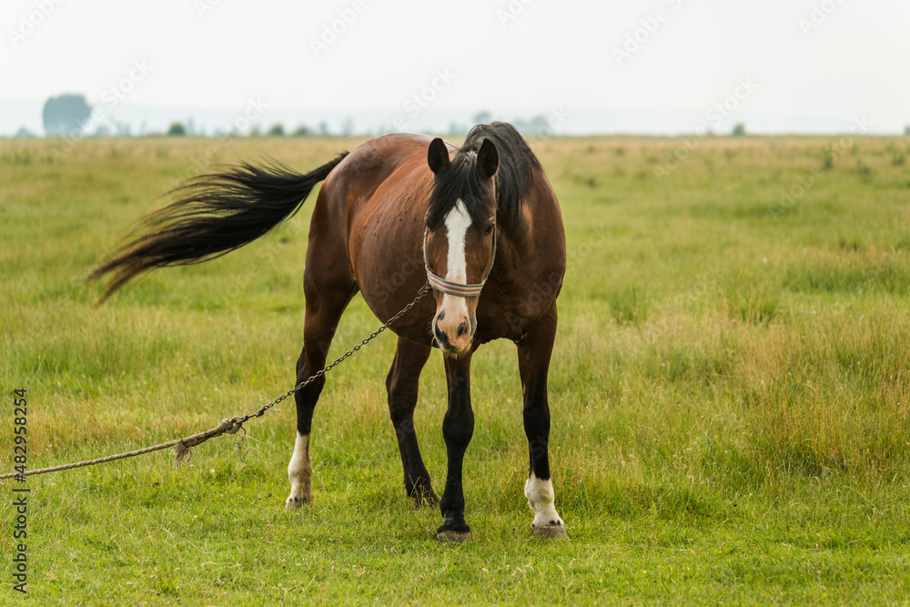 Fototapeta premium horse grazing in a field tied up so it doesn't run away