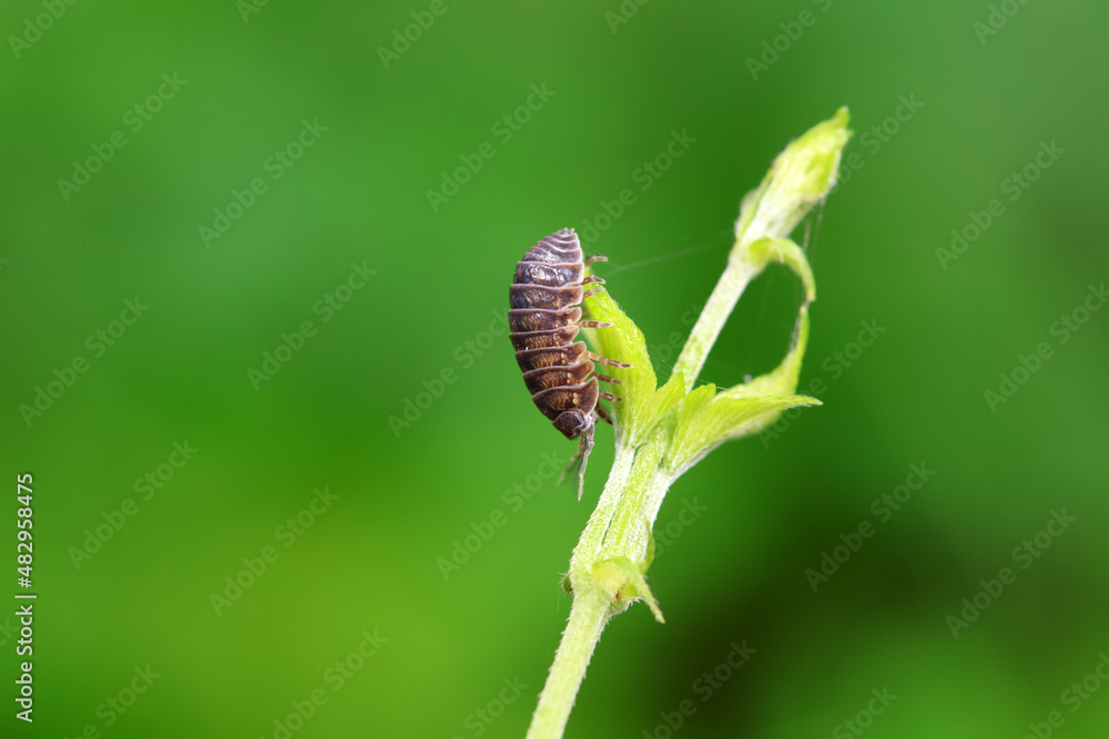 Rat woman in the wild, North China
