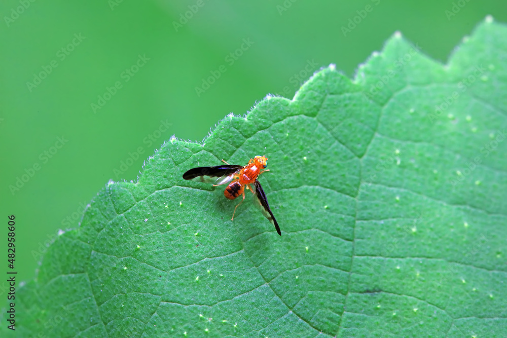 Flies on wild plants, North China Flies on wild plants, North China