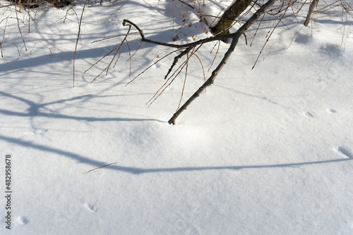twig and snow © eugen
