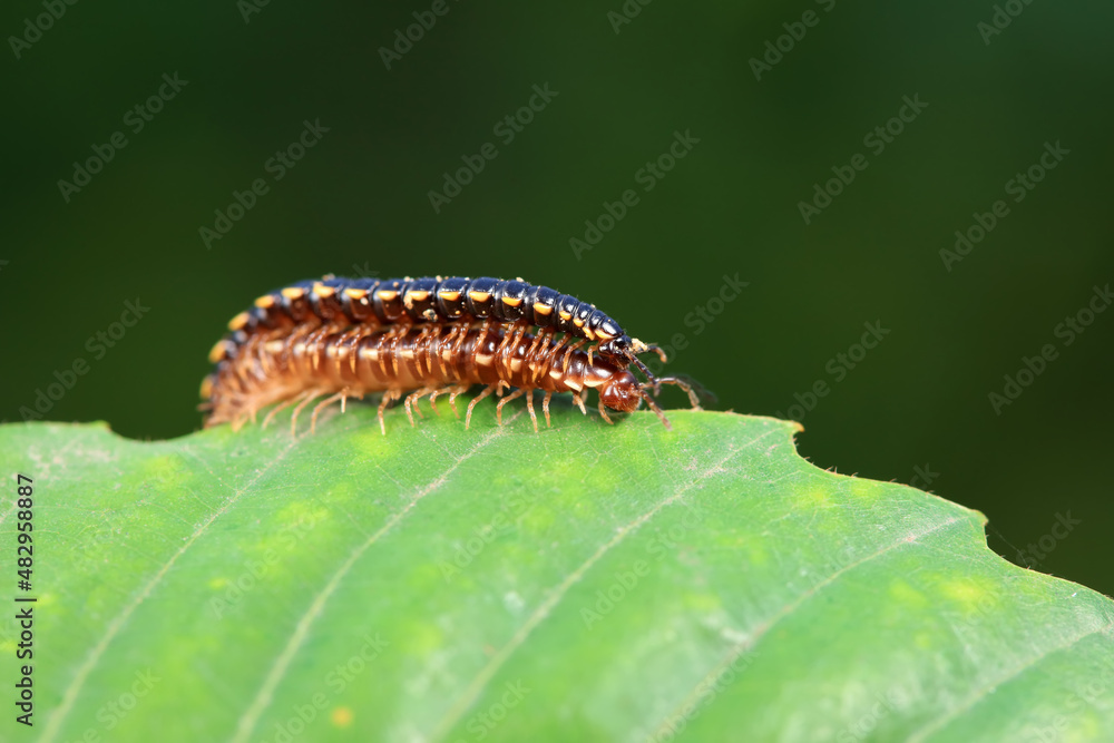 class diplopoda animal in the wild, North China class diplopoda animal in the wild, North China