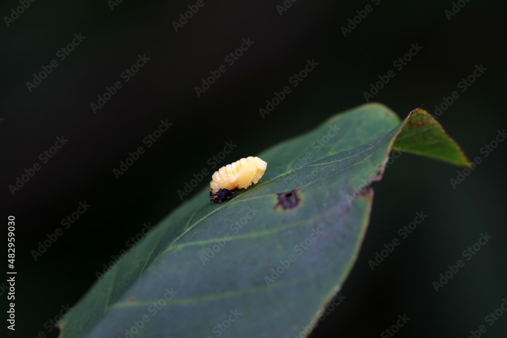 Ladybugs on wild plants, North China Ladybugs on wild plants, North China