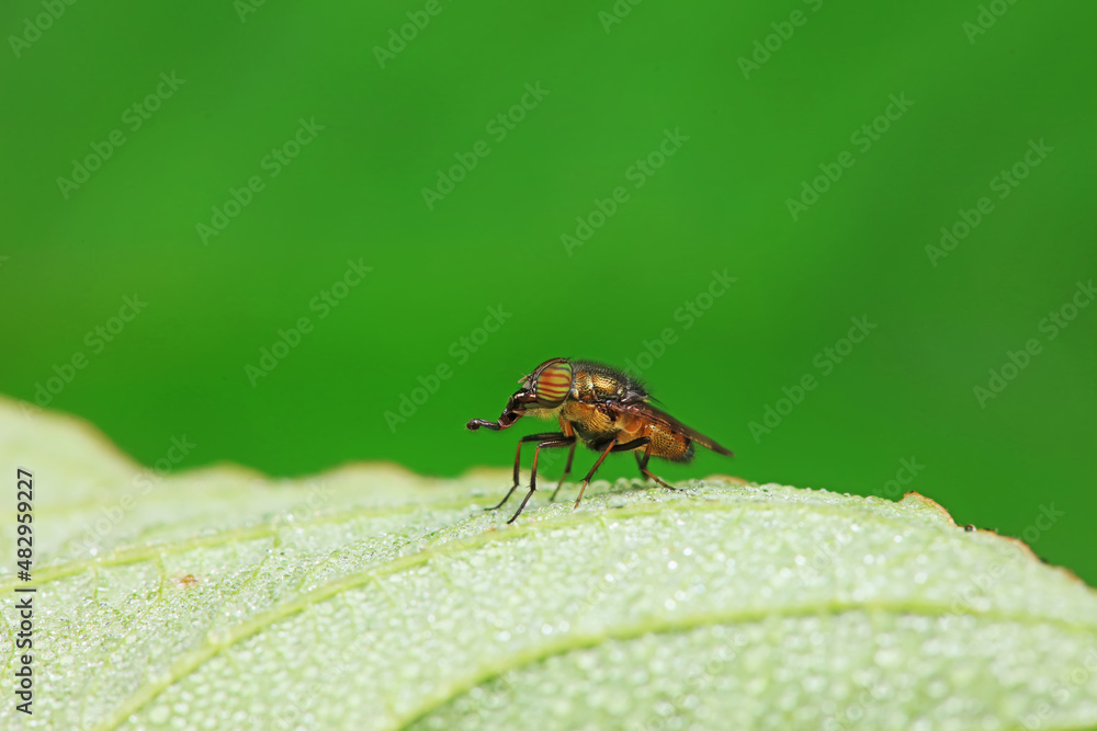 Flies on wild plants, North China Flies on wild plants, North China